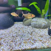 ماهی جواهری