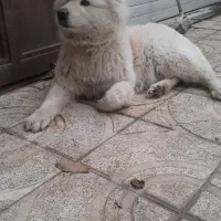 سگ سفید قطبی