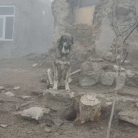 سگ ماده پژدر