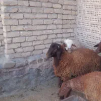 بره قوچ همو