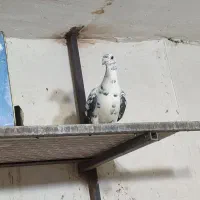 جفت ماده هستن