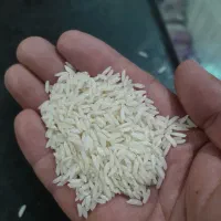 برنج هاشمی درجه ۱|عمده‌فروشی|آستانه اشرفیه, |دیوار