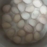 تخم نطفه دار بوقلمون