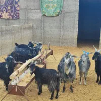 کهره چاق فروشی