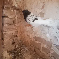 کله سیاه هوایی ب ضمانت