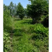 زمین باغی ۱۵۵۰ متر روستای لالم  ضیابر فقط ۲میلیارد