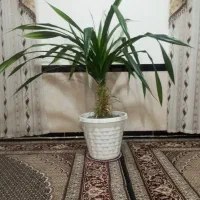 گل پاندانوس بزرگ|گل و گیاه طبیعی|دینور, |دیوار