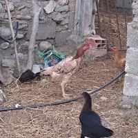 مرغ لاری|حیوانات مزرعه|رامیان, |دیوار