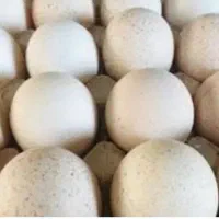 تخم بوقلمون، تخم نطفه دار