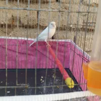 قناری سفید|پرنده|شیراز, رکنآباد|دیوار