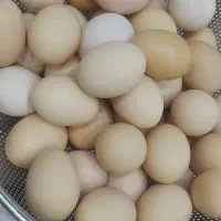 تخم اردک و مرغ