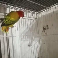 کوتوله اوپلاین یووینگ گلدونرمارال یاسی