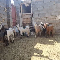 بز دورگ|حیوانات مزرعه|قم, پردیسان|دیوار