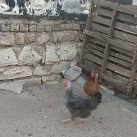 مرغ وخروس کوردی|حیوانات مزرعه|جوانرود, |دیوار