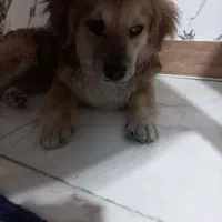 حیوان خانگی|سگ|فردیس, شهرک شهید حسینی|دیوار