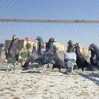 دسته کفتر رنگ تیره و رنگ روشن جهرم|پرنده|شیراز, ترمینال باربری|دیوار