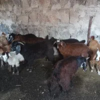بزغاله فروشی