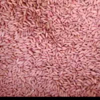 گندم دیم بذری