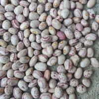 فروش لوبیا چیتی|خوردنی و آشامیدنی|دهگلان, |دیوار