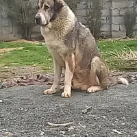 سگ پژدر گم شده