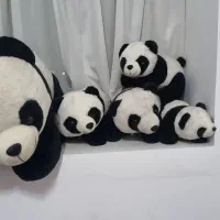 خرس های پاندا سالم و در حدنو و ببر