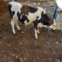 گوساله نر سیمینتال|حیوانات مزرعه|سیلوانه, |دیوار