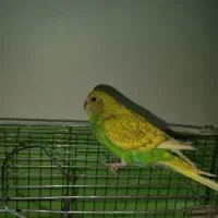مرغ عشق اسپانگل