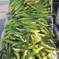 ذرت مکزیکی شیرین  عمده و جزئی