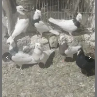 طوق الماس خفن