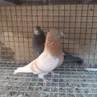 کفترجنس|پرنده|جوادآباد, |دیوار