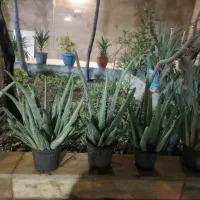 گل آلوورا|گل و گیاه طبیعی|تهران, خاوران|دیوار