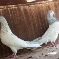 کبوتر تیدی کله الماسی