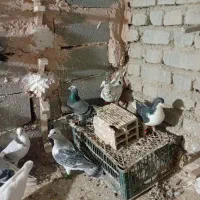 کفترپرشی|پرنده|اسفراین, |دیوار