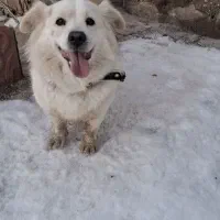 سگ پاکوتاه|سگ|تبریز, |دیوار