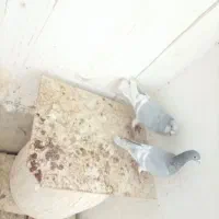 برک سینه سفید|پرنده|شیراز, جمال آباد|دیوار