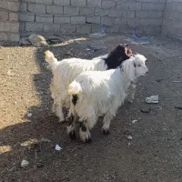 چپیش ماده برای نگهداری|حیوانات مزرعه|اردبیل, |دیوار