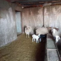 گوسفند|حیوانات مزرعه|سده (خراسان جنوبی), |دیوار