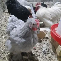 تخم نطفه دار مرغ وجوجه