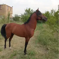 اسب|اسب و تجهیزات اسب‌سواری|ارومیه, |دیوار
