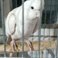 عروس هلندی|پرنده|رباط‌کریم, رباط‌کریم|دیوار