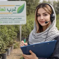 فروش ویژه نهال زیتون فقط بقیمت ۱۹۹ هزارتومن