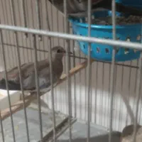 کبوتر خانگی(ناماکوا عرب)