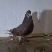 کبوتر گرفته شده