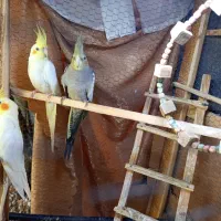 3تاعروس هلندی فقط2000000تومان