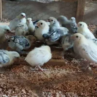 جوجه سبرایت از نژاد اصل