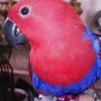 اکلیکتوس ماده