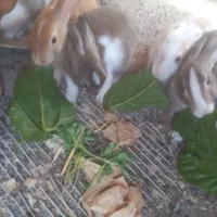 خرگوش