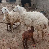 میش بره دار