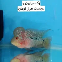 ماهی فلاور هورن نر و ماده و بچه فلاور|ماهی|مشهد, حضرت حجت|دیوار