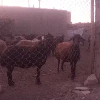 گوسفند میش|حیوانات مزرعه|فامنین, |دیوار